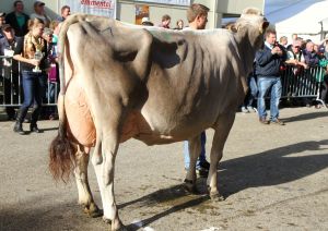 bVicechampion Collection Corella